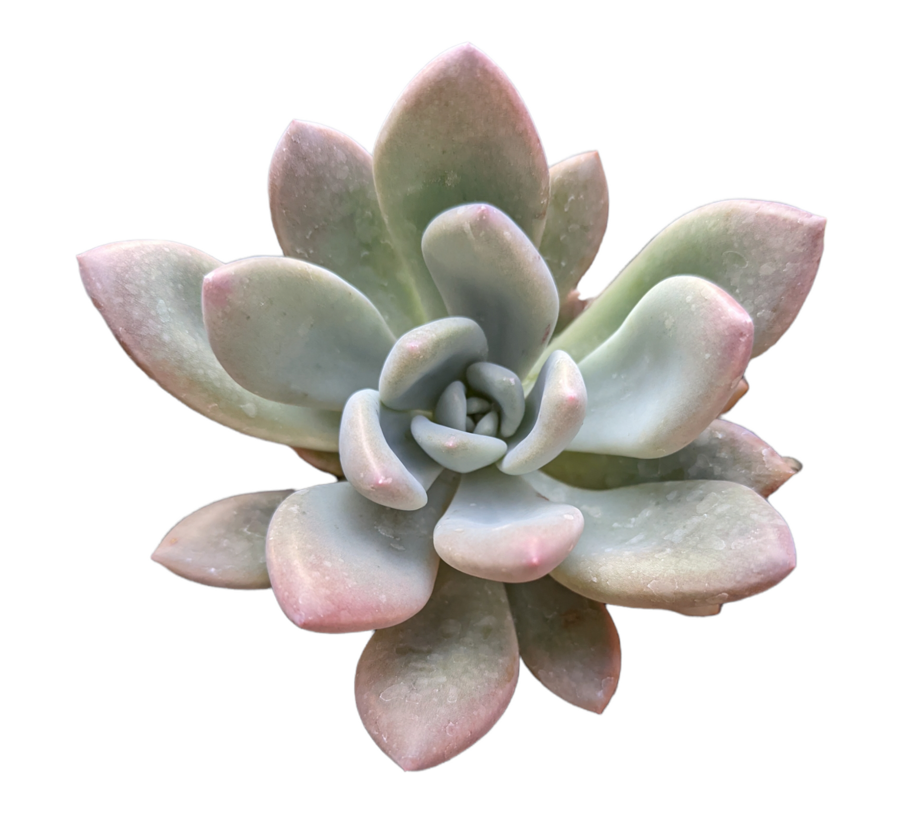 succulent opalina Graptoveria 'Opalina'