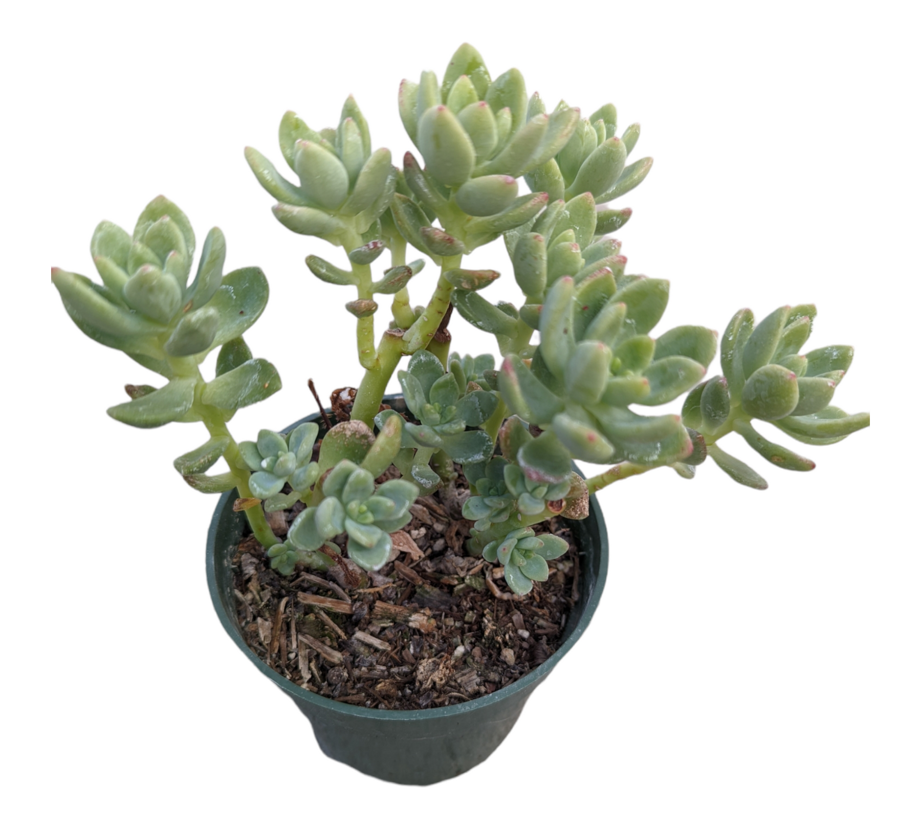 is sedum considered a succulent Sedum 'Alice Evans'