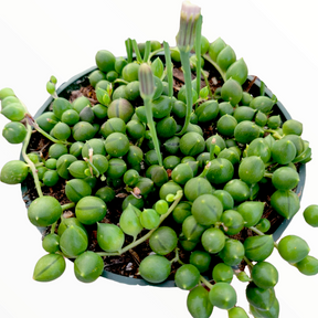 succulent with little green balls String of Pearls Senecio rowleyanus 6 Inch