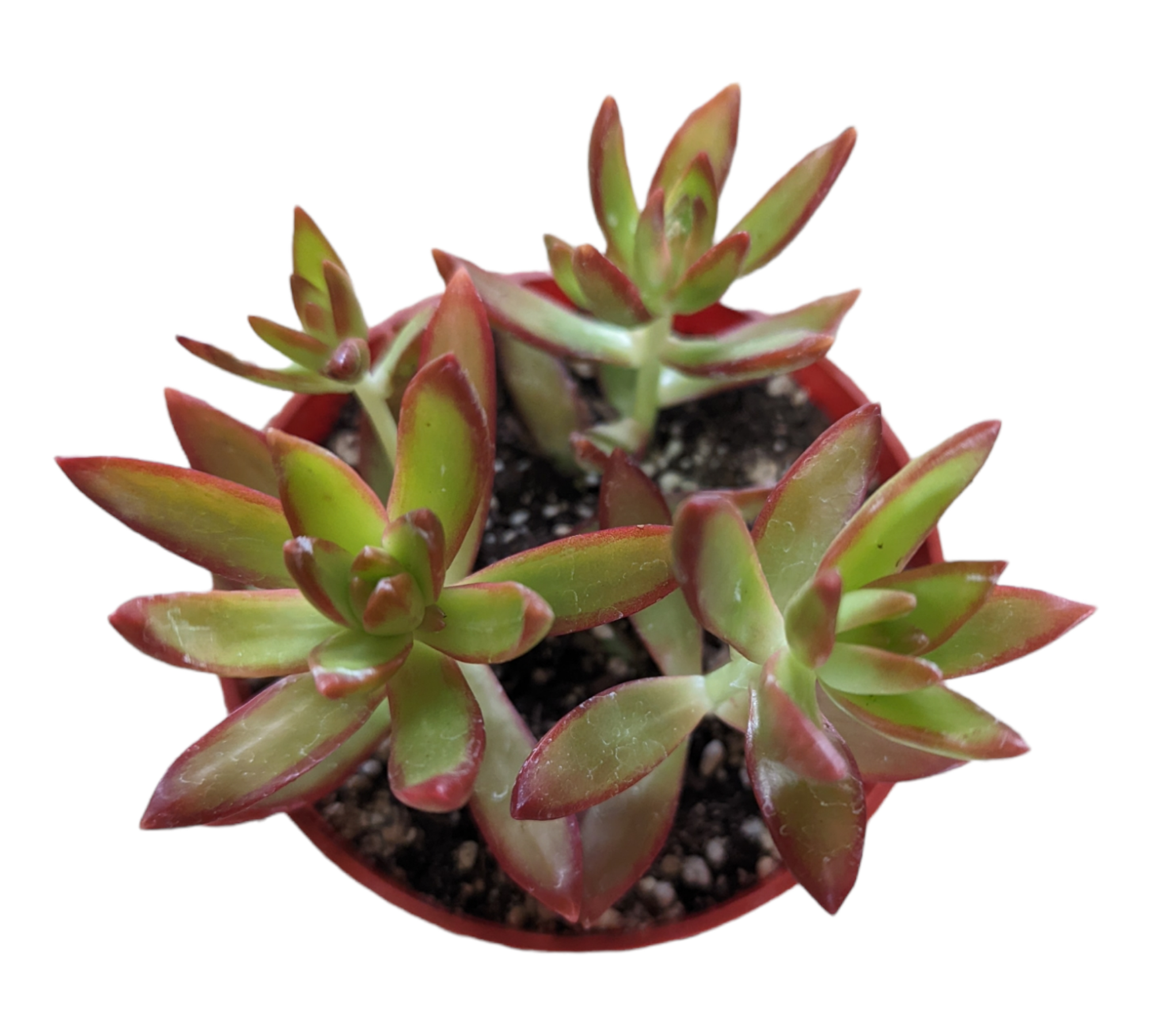 firestorm succulent Sedum adolphii 'Firestorm' 2 Inch