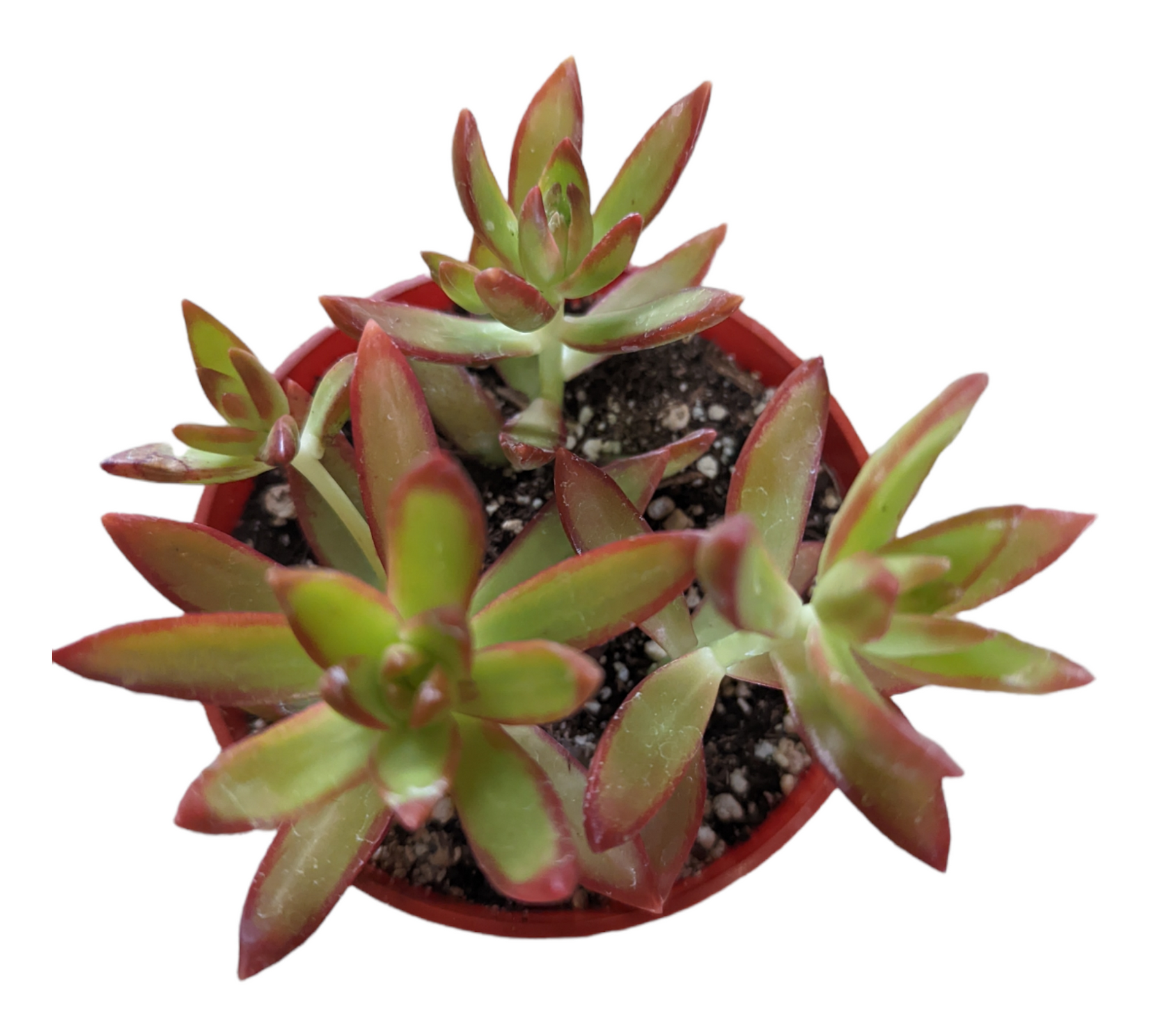 Sedum adolphii 'Firestorm'