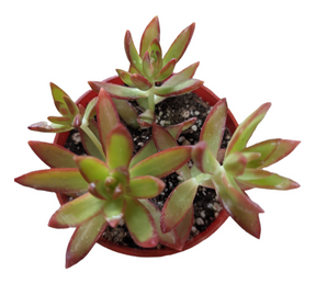 Sedum adolphii 'Firestorm' - Succulents Depot