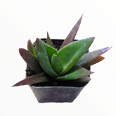 Aloe "Walmsley's Bronze"