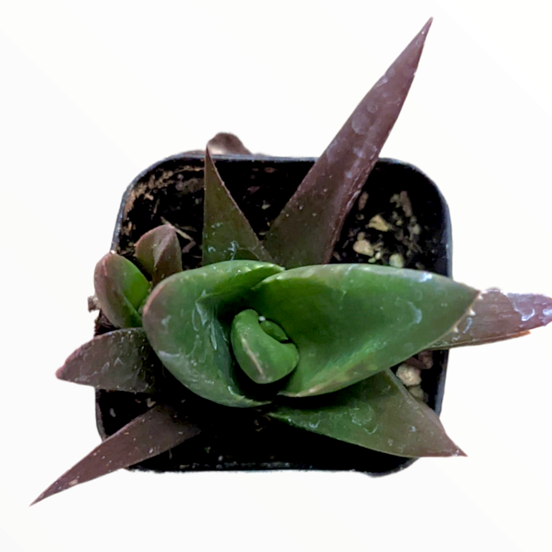 dark green aloe succulent Aloe Walmsley's Bronze 4 Inch