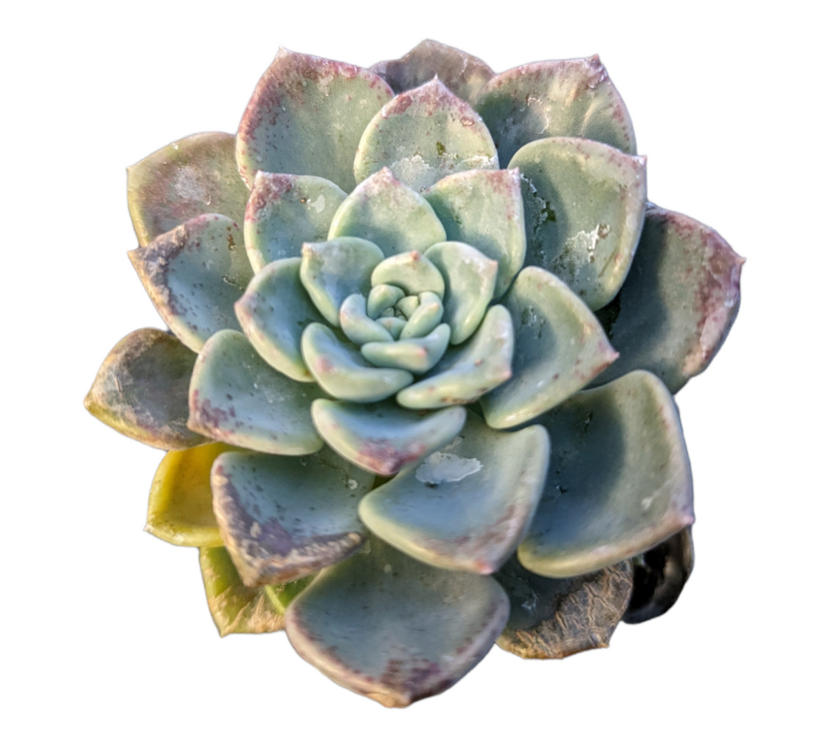 Echeveria Tinkerbell