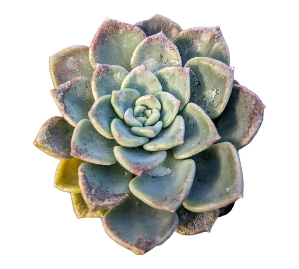 Echeveria Tinkerbell