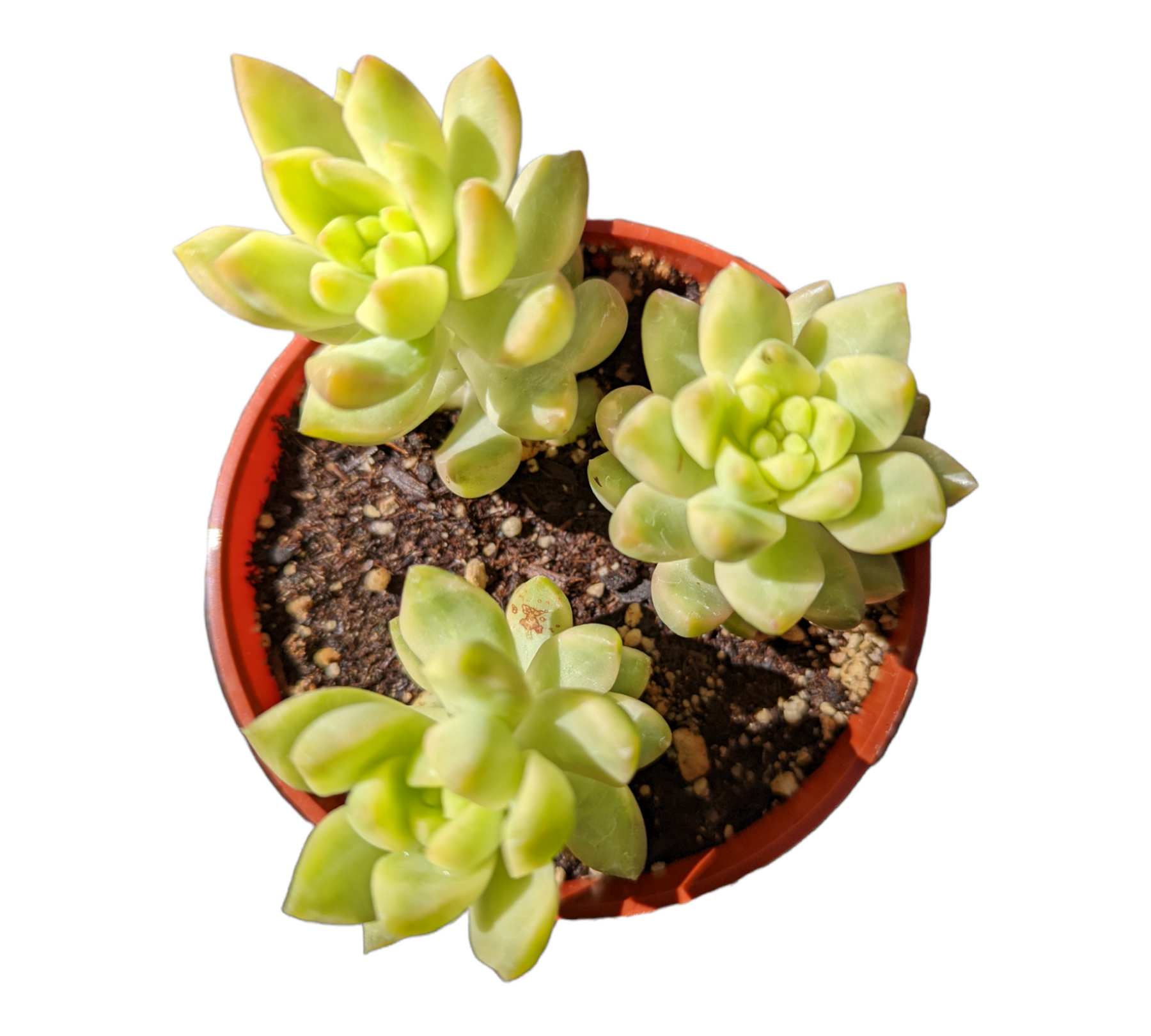 lime gold succulent Sedum adolphii Variegata