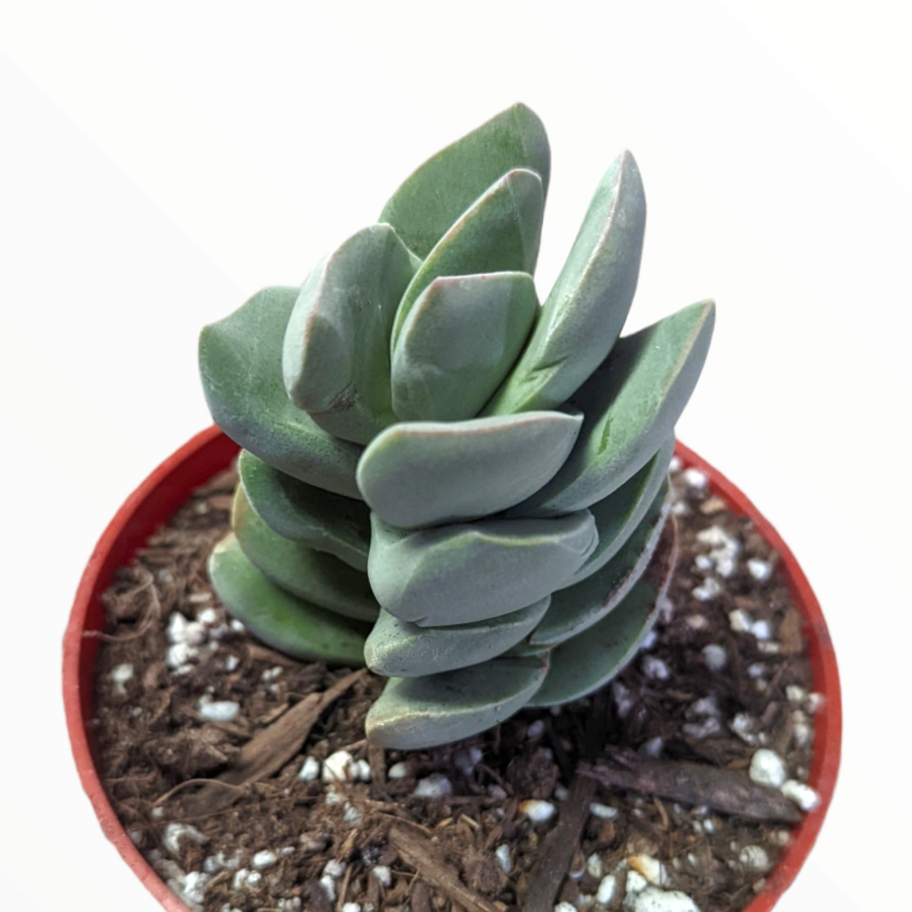 tower succulent Crassula 'Ivory Tower' -