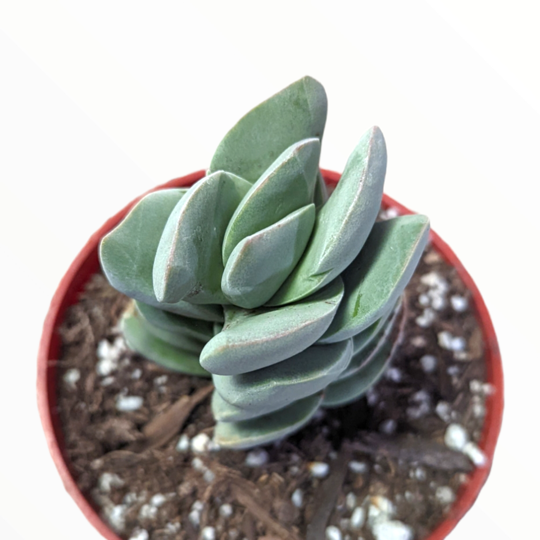 ivory tower succulent Crassula 'Ivory Tower'
