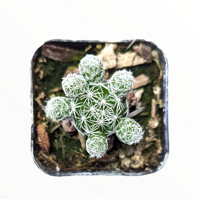 Mammillaria gracilis fragilis 'Thimble Cactus'