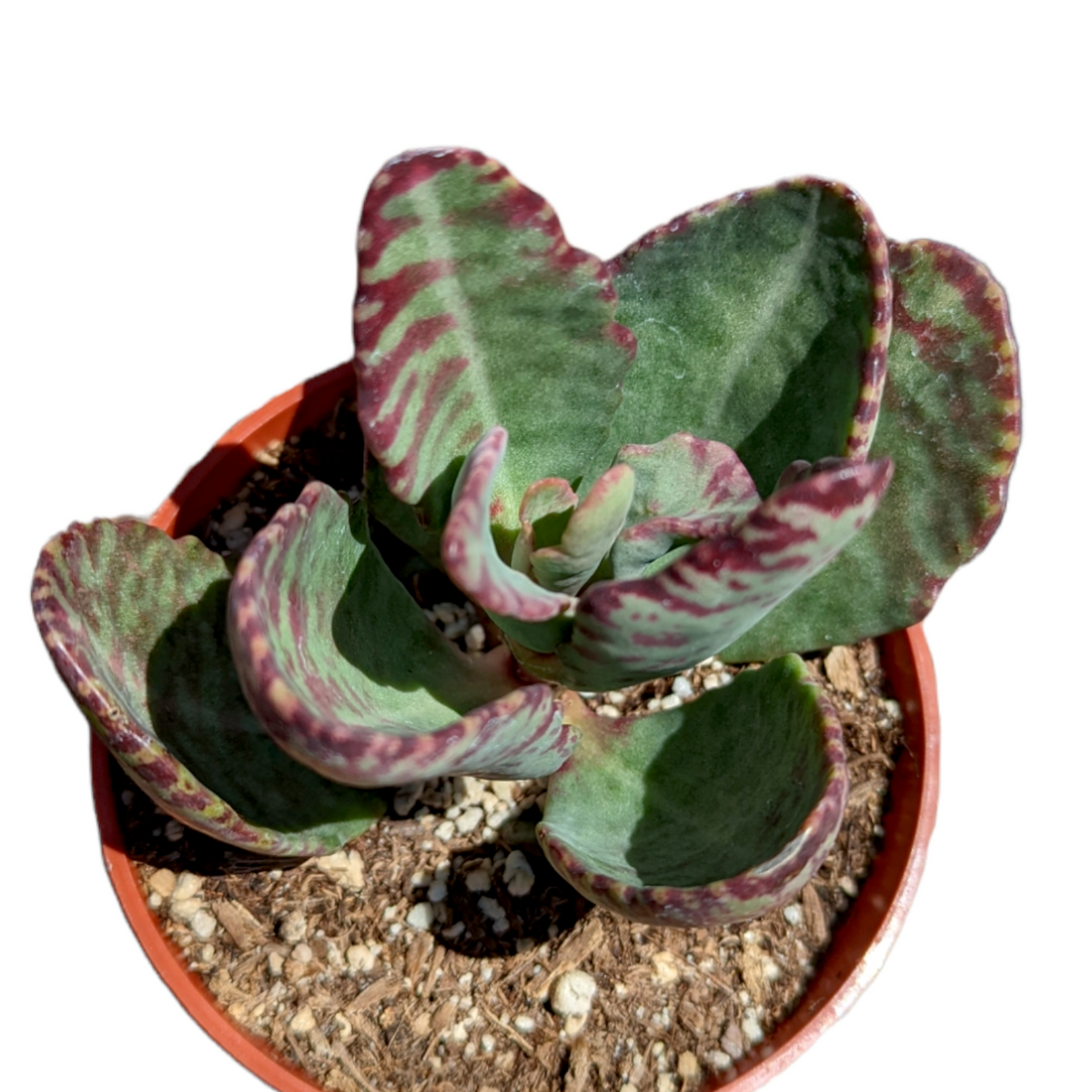 Kalanchoe humilis 'Desert Surprise'