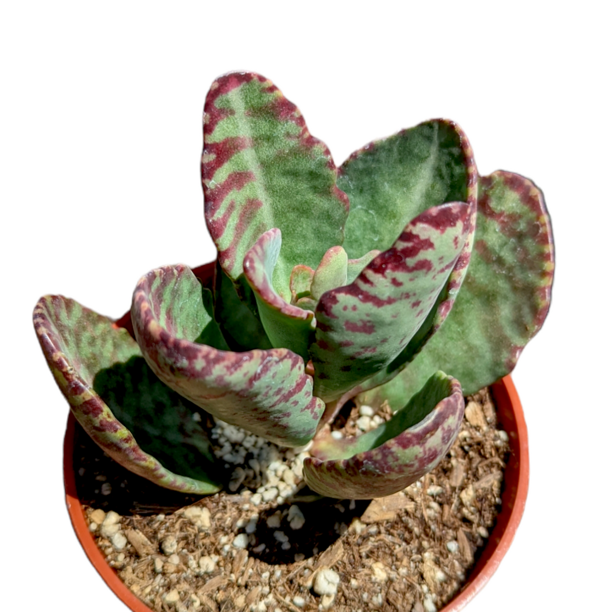 Kalanchoe humilis 'Desert Surprise'