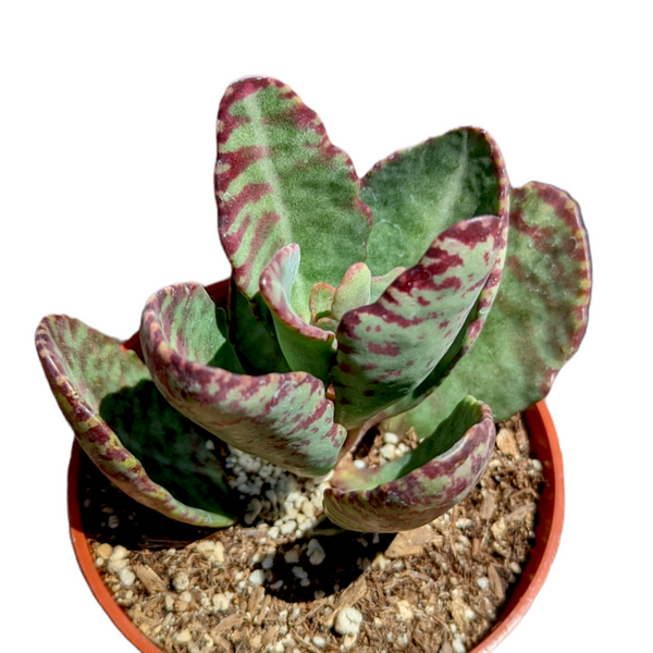 desert surprise succulent Kalanchoe humilis 'Desert Surprise'