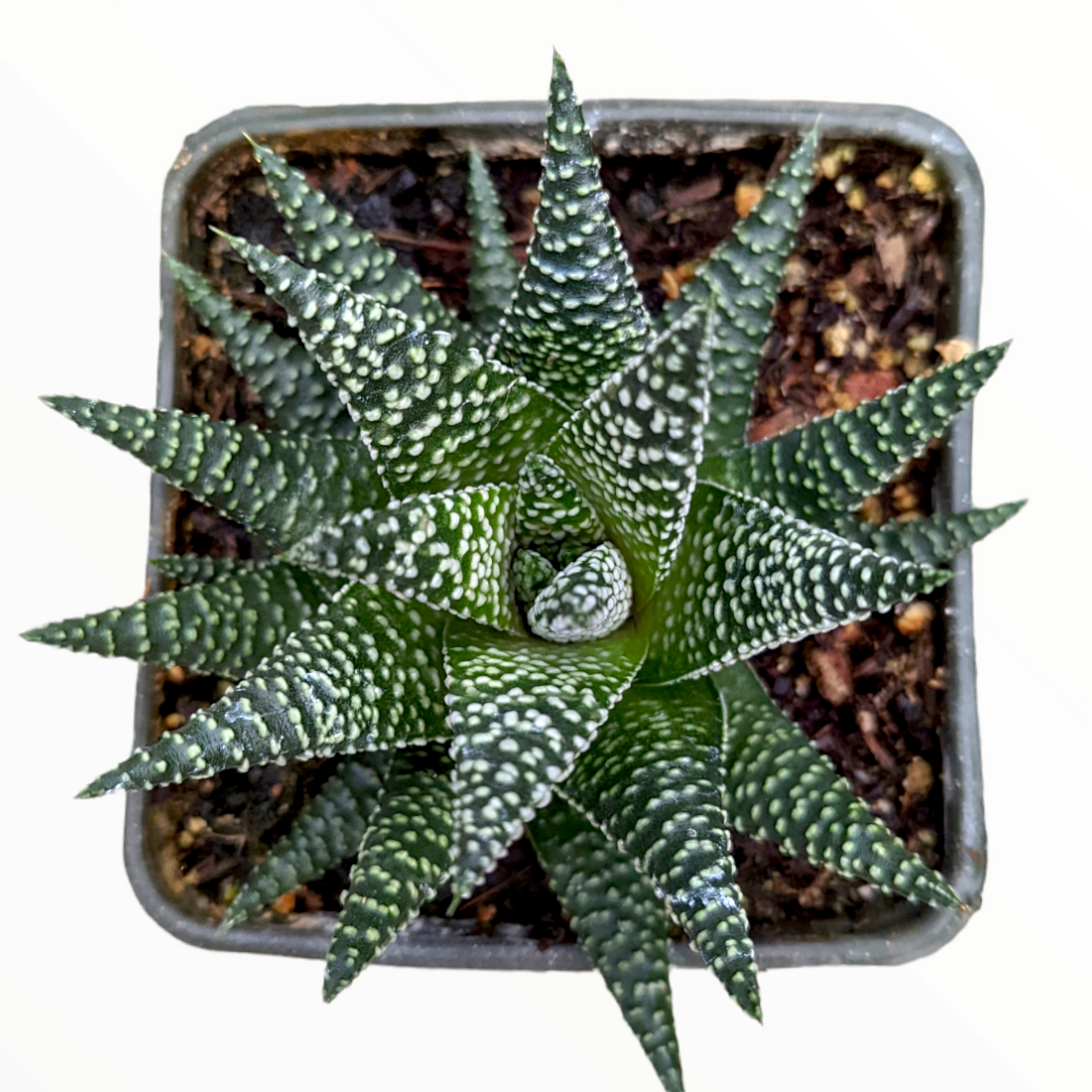 succulent green with white spots Haworthia fasciata 'Royal Albert' -