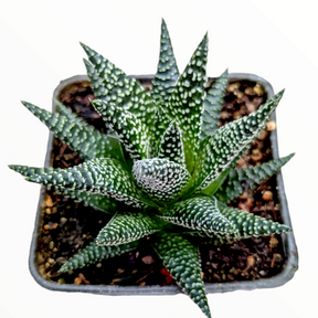 Haworthia fasciata 'Royal Albert'