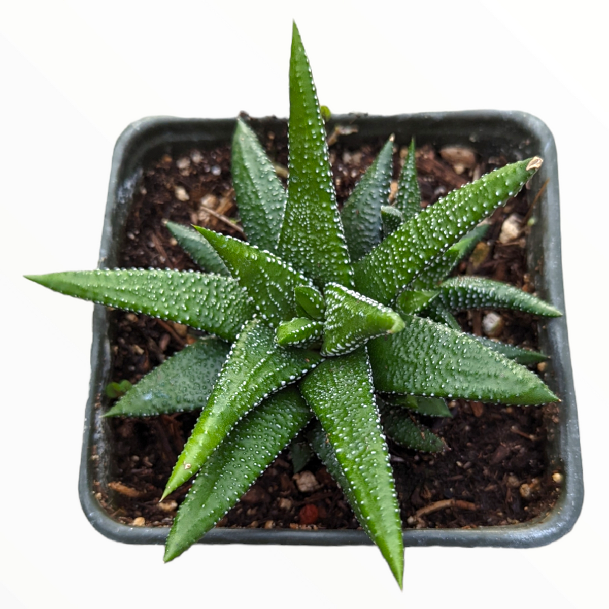 Haworthia attenuata 'Enon'