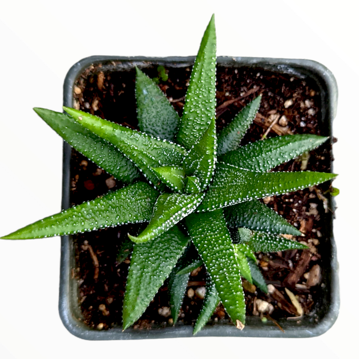 Haworthia attenuata 'Enon'