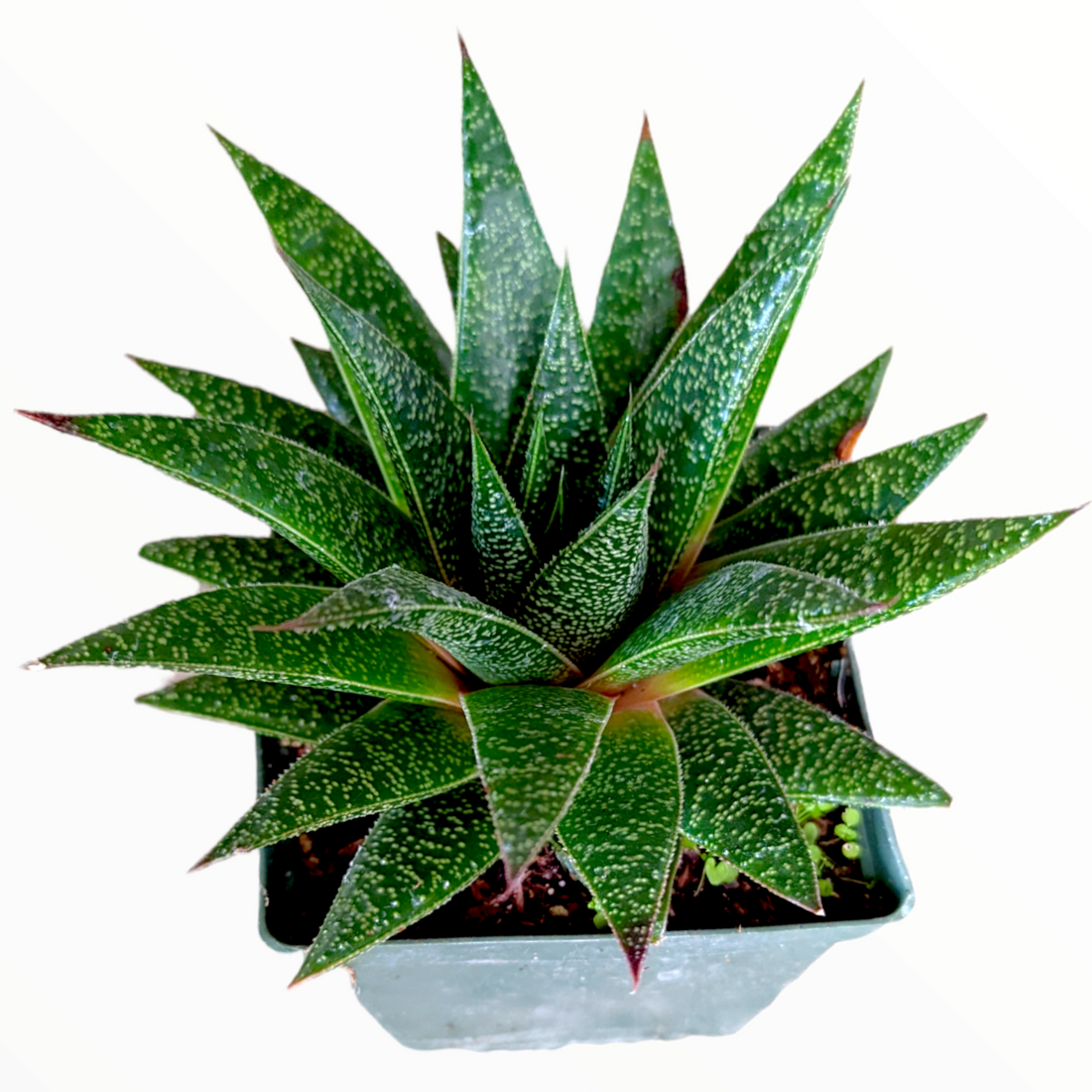 Gasteria 'Flow'