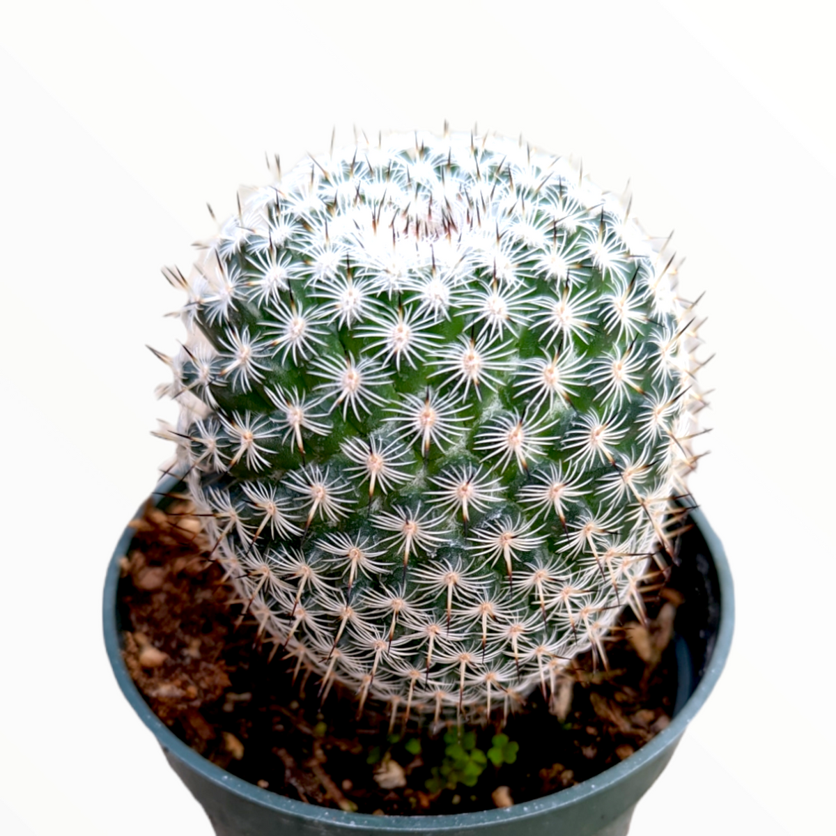 Mammillaria matudae - Thumb Cactus - Succulents Depot