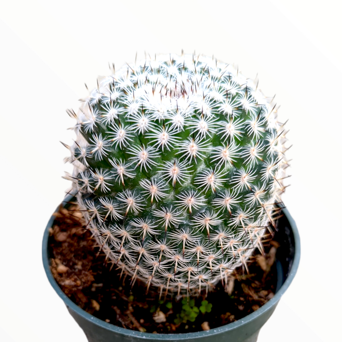 Mammillaria matudae
