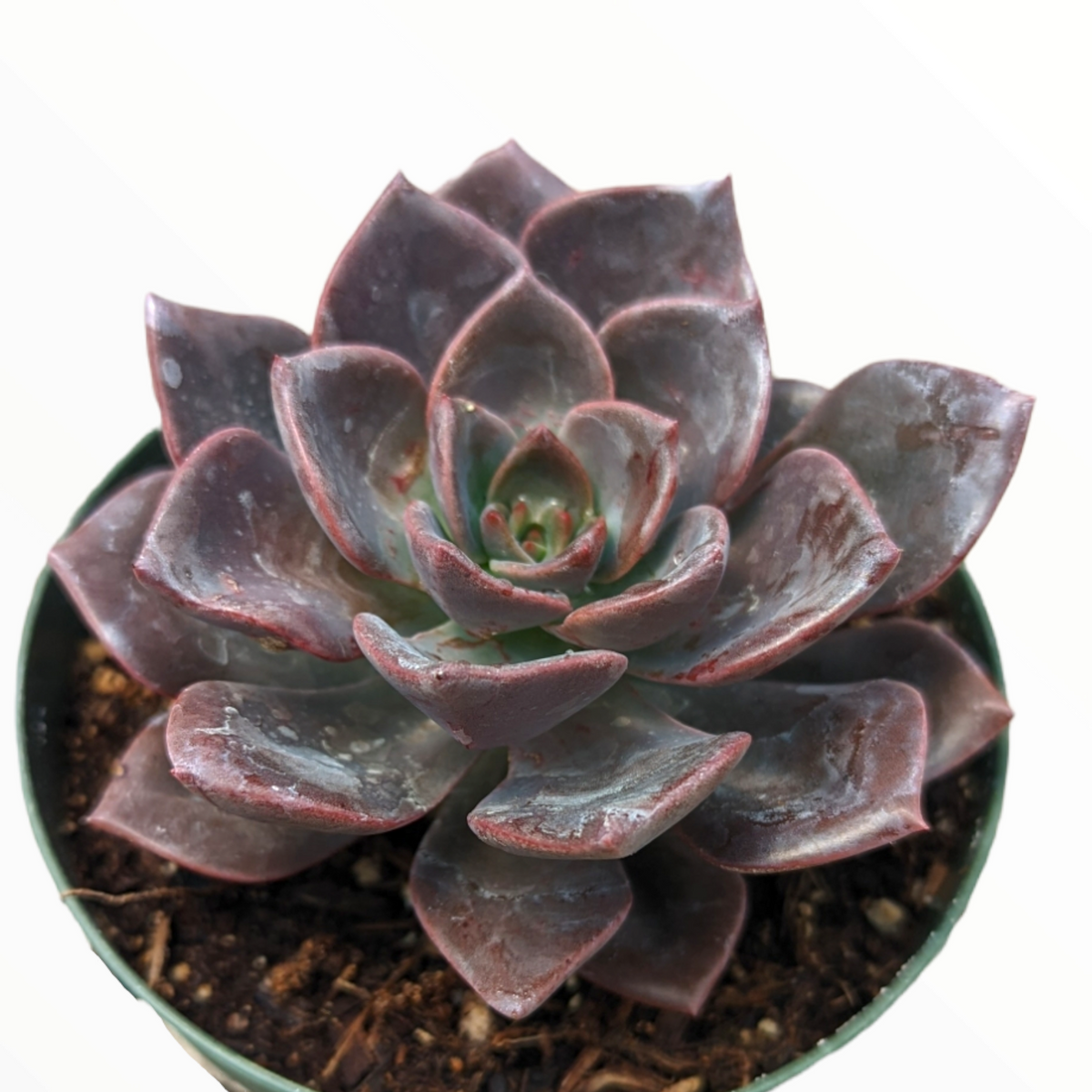 Echeveria Maroon Hill