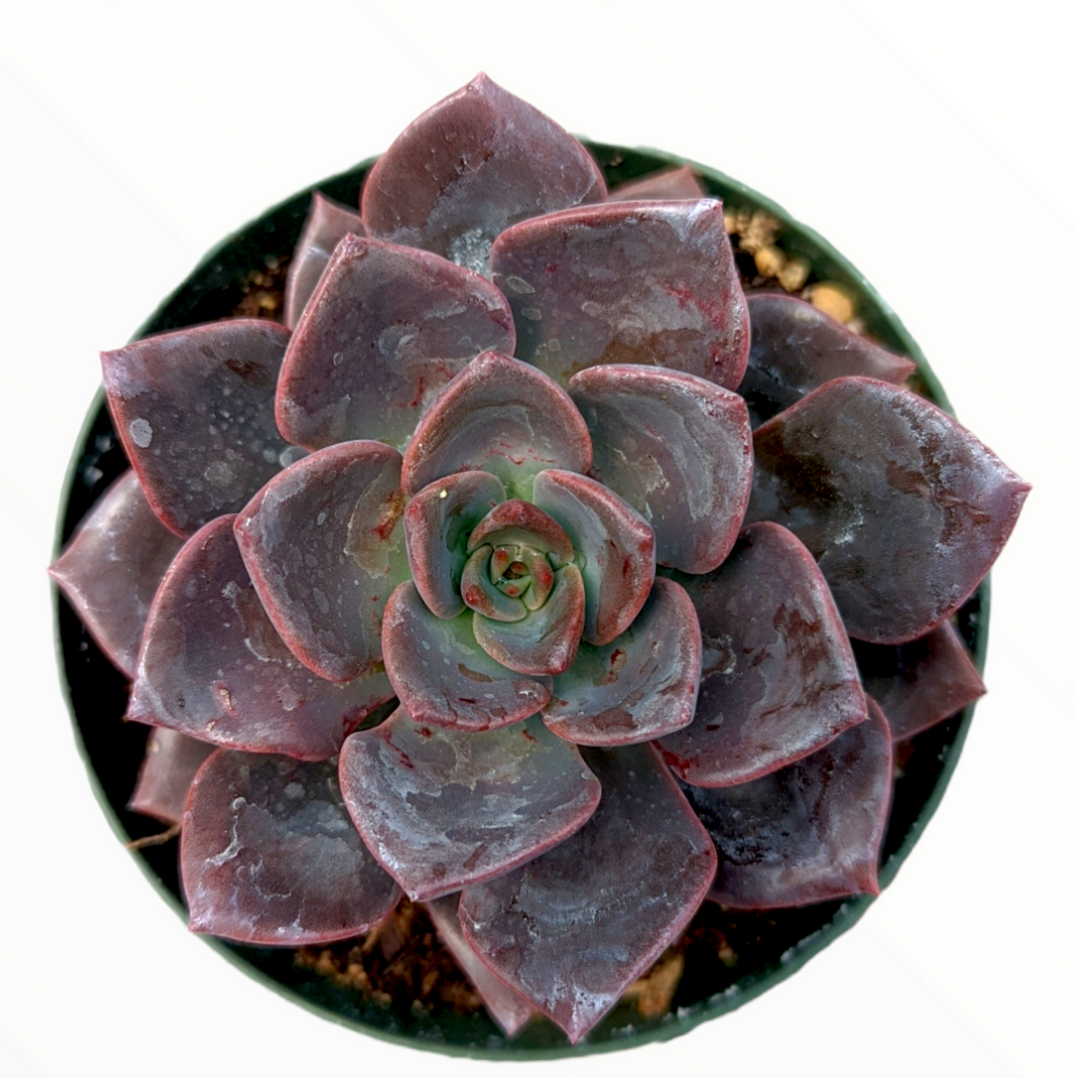 Echeveria Maroon Hill