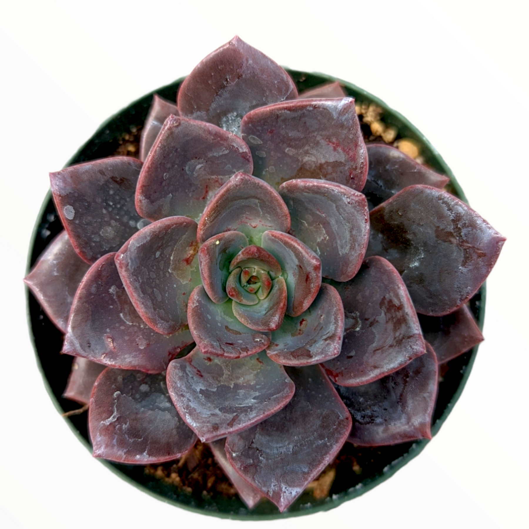 maroon succulent plants Echeveria Maroon Hill -