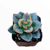 Echeveria 'Chroma' in square nursery pot with soil.