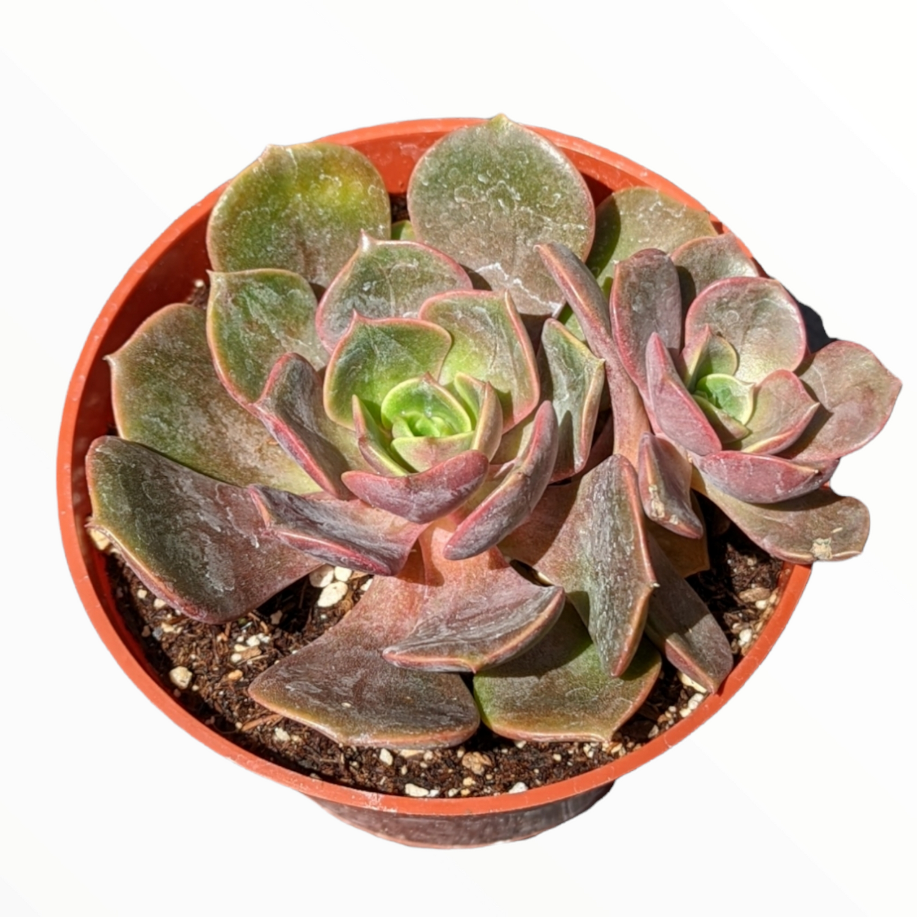 vampire red ball succulent Echeveria Vampire 'Red ball'