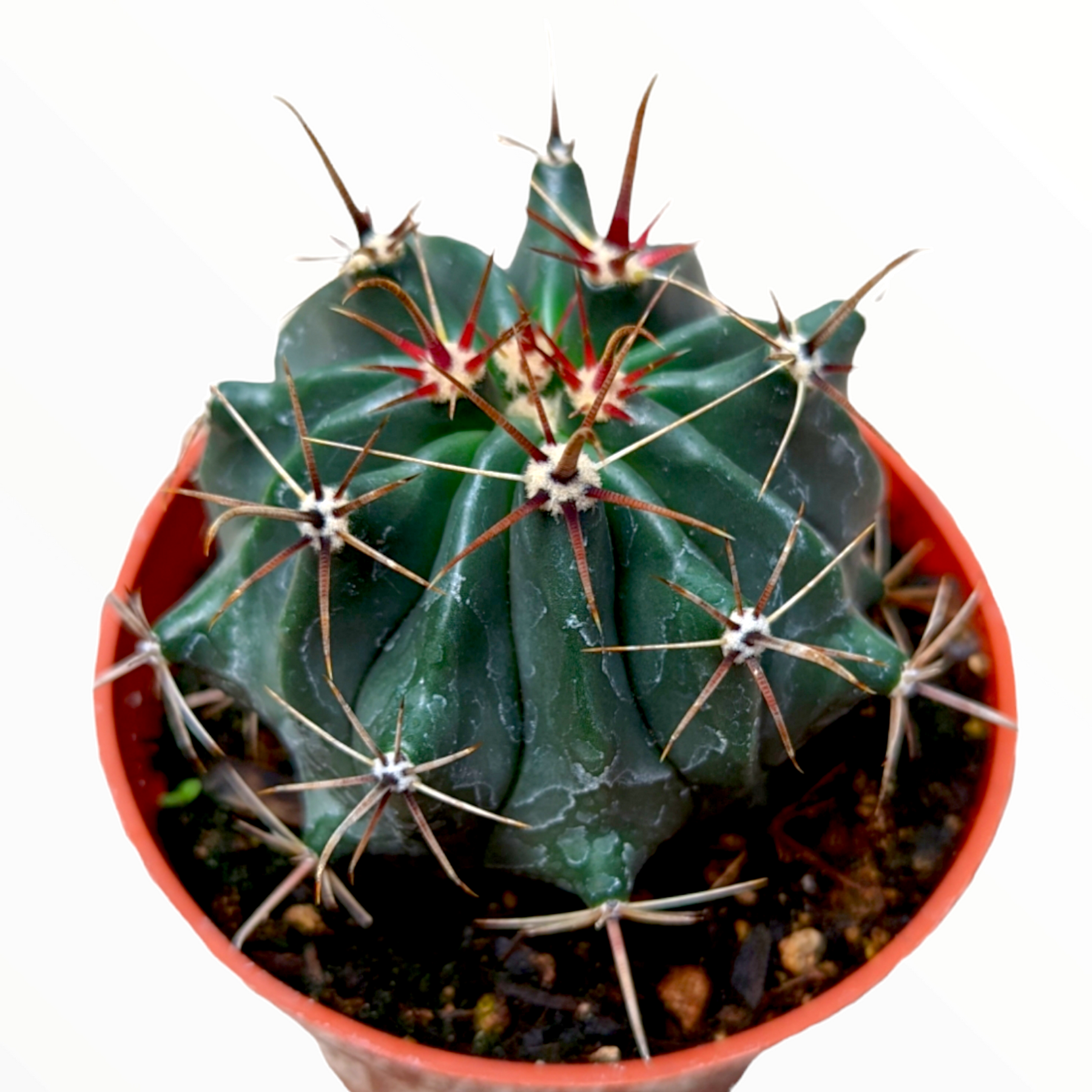 Ferocactus latispinus "Devil's Tongue Barrel Cactus"