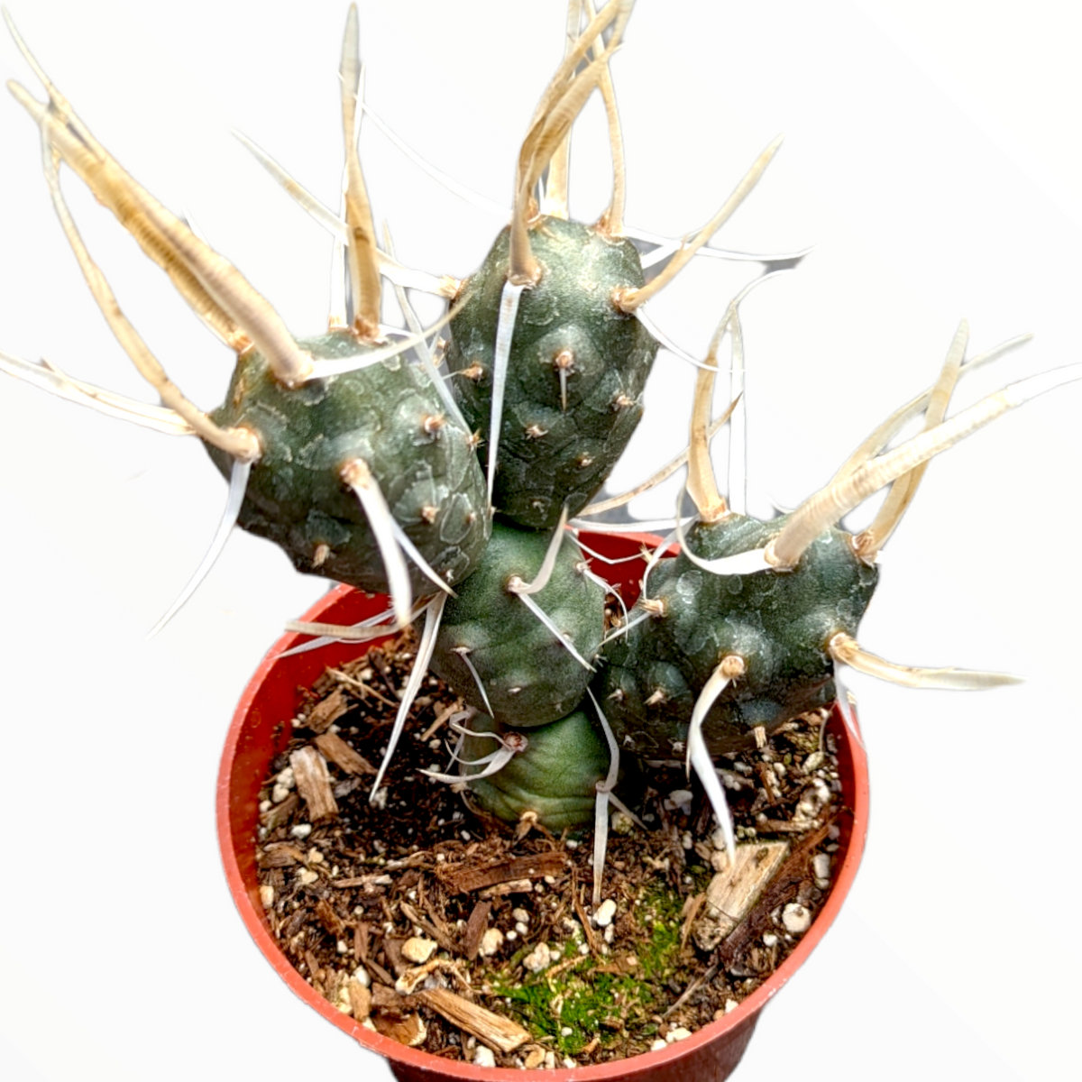 Tephrocactus articulatus 'Paper Spine Cactus'