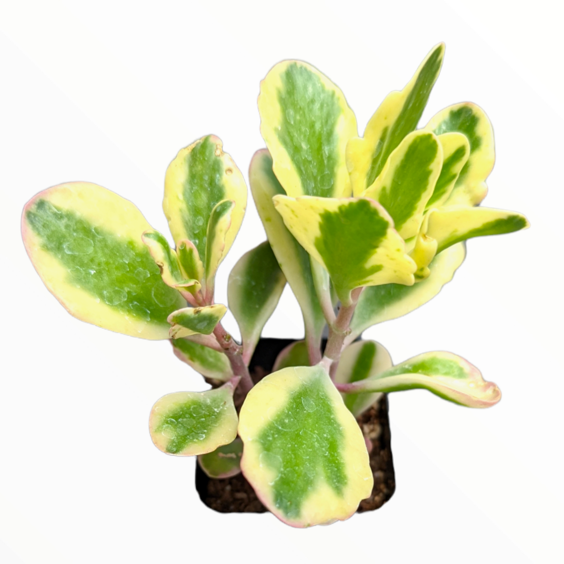 aurora borealis succulent Kalanchoe fedtschenkoi 'Aurora Borealis'