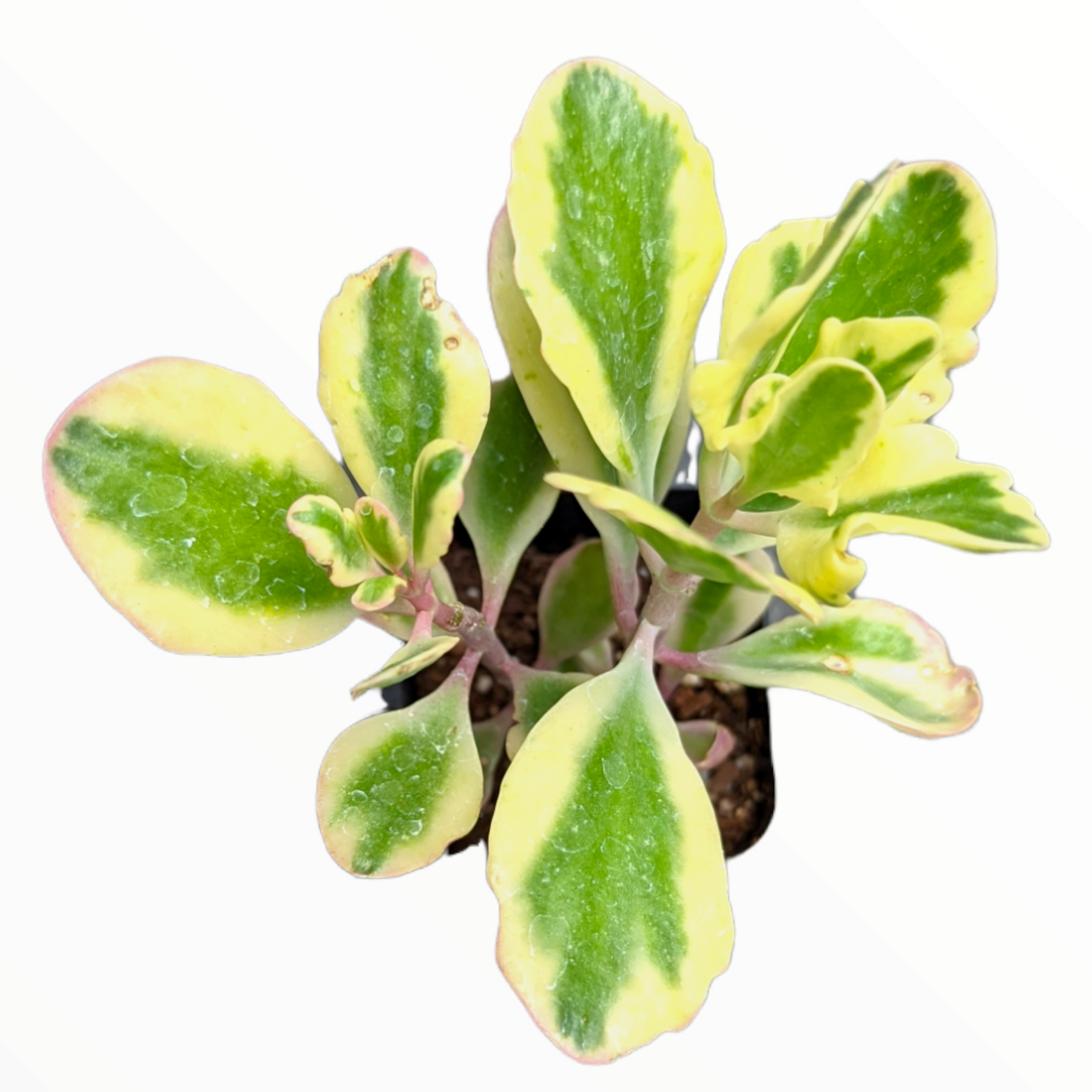 Kalanchoe fedtschenkoi 'Aurora Borealis'