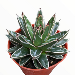 Agave victoriae-reginae - Queen Victoria Agave