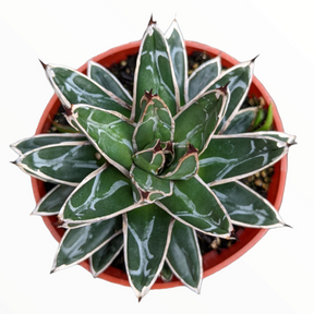 Agave victoriae-reginae - Queen Victoria Agave