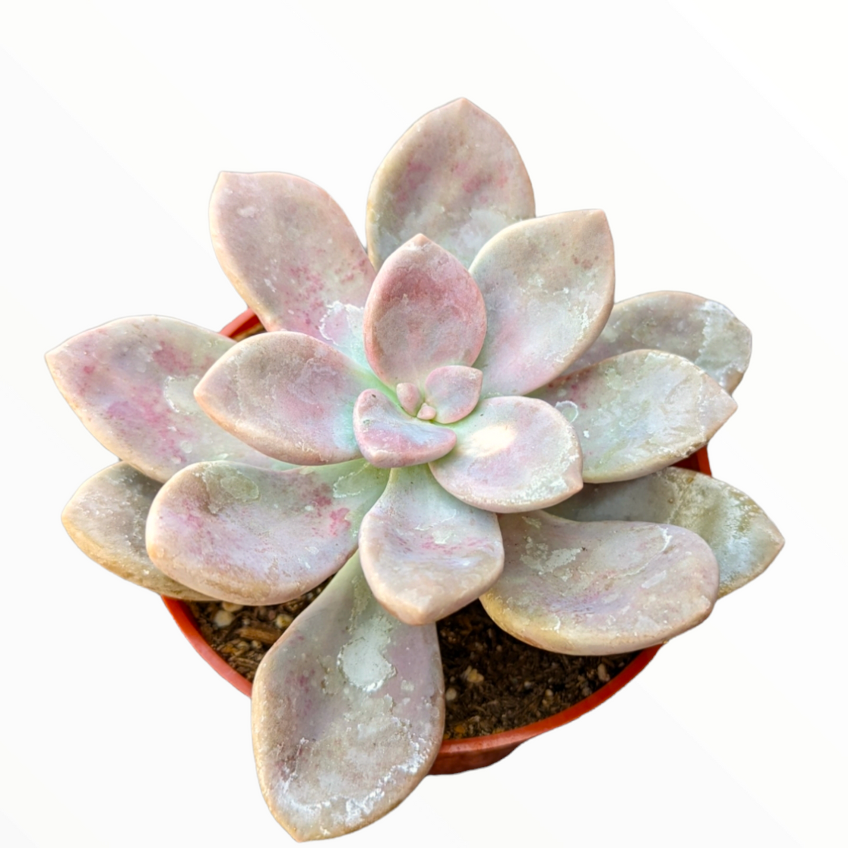 Graptopetalum Murasaki