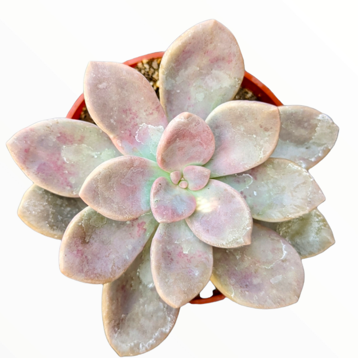 Graptopetalum Murasaki