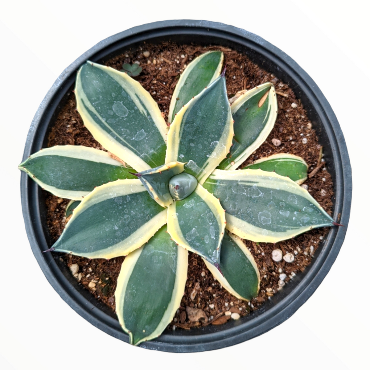 spike succulents Agave 'Cream Spike'
