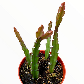 Lepismium cruciforme Hurricane Cactus - Succulents Depot