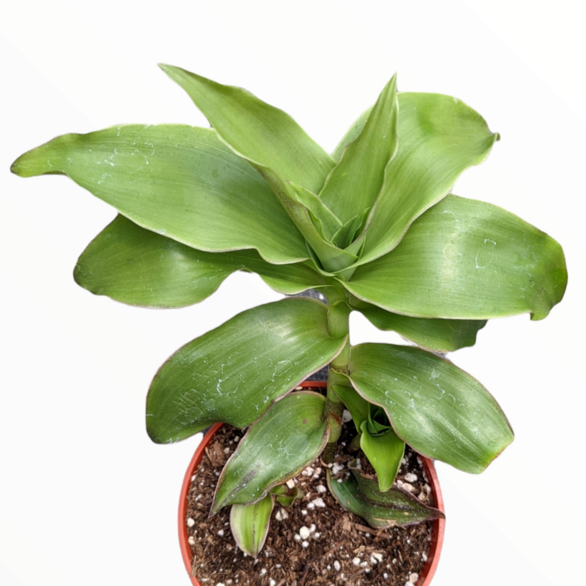 Callisia fragrans 'Basket Plant'