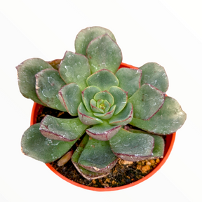 Echeveria moranii