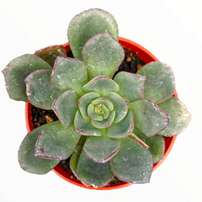 Echeveria moranii