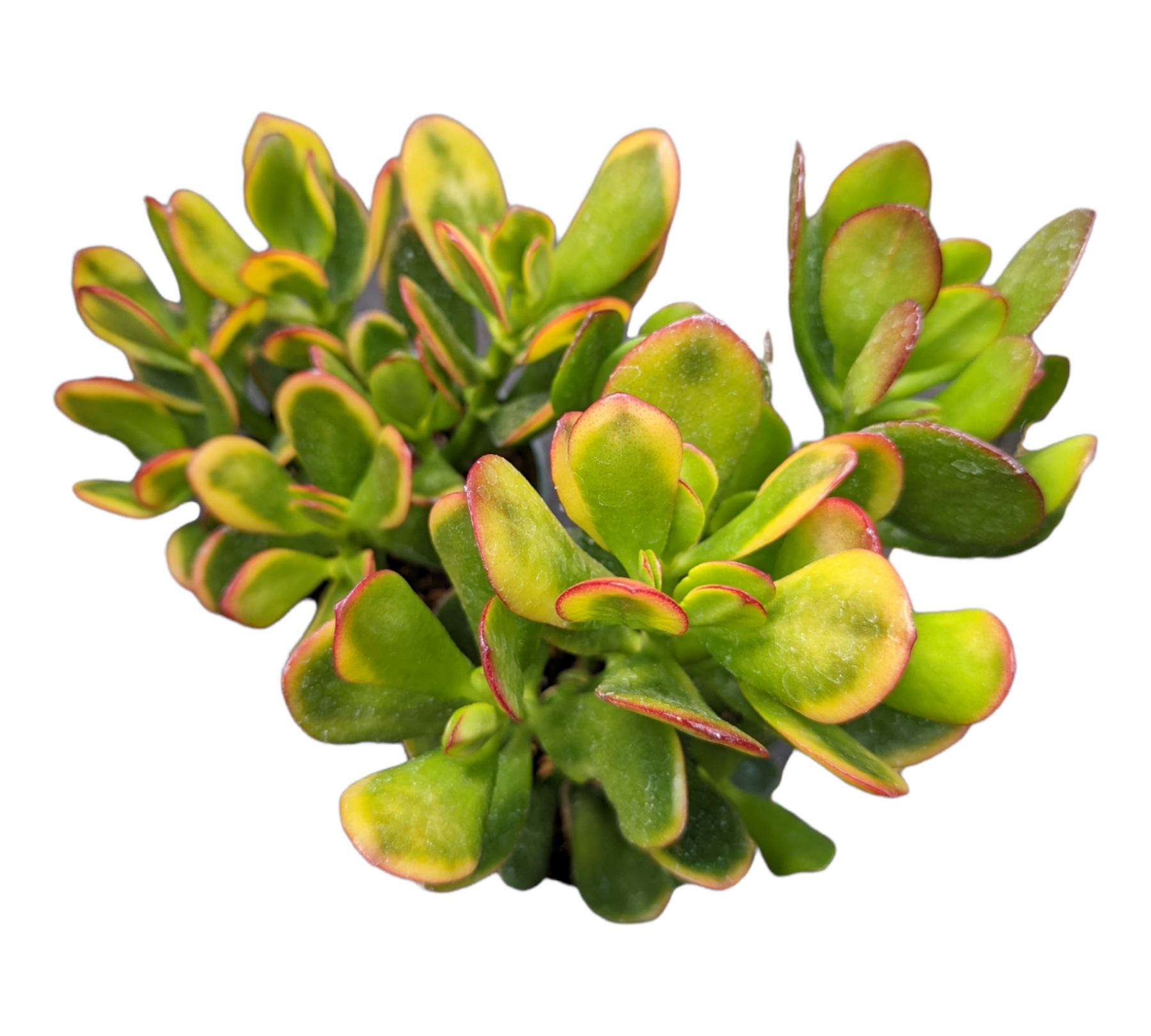 crassula jitters jade plant Crassula ovata 'Hummel's Sunset' Golden Jade Variegated