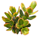 Crassula ovata 'Hummel's Sunset' with variegated, paddle-shaped leaves.