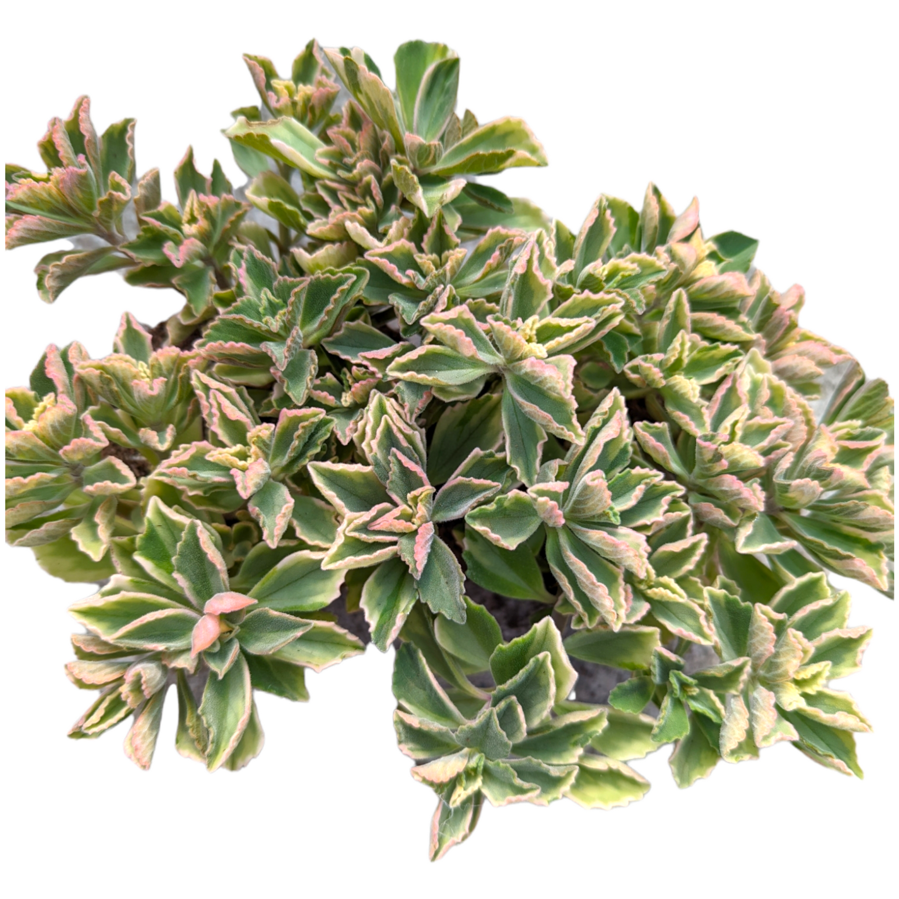 variegated leaf succulent Plectranthus neochilus Variegated 'Mike's Fuzzy Wuzzy' 6 Inch