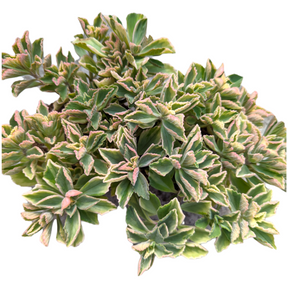Plectranthus neochilus Variegated 'Mike's Fuzzy Wuzzy' - Succulents Depot