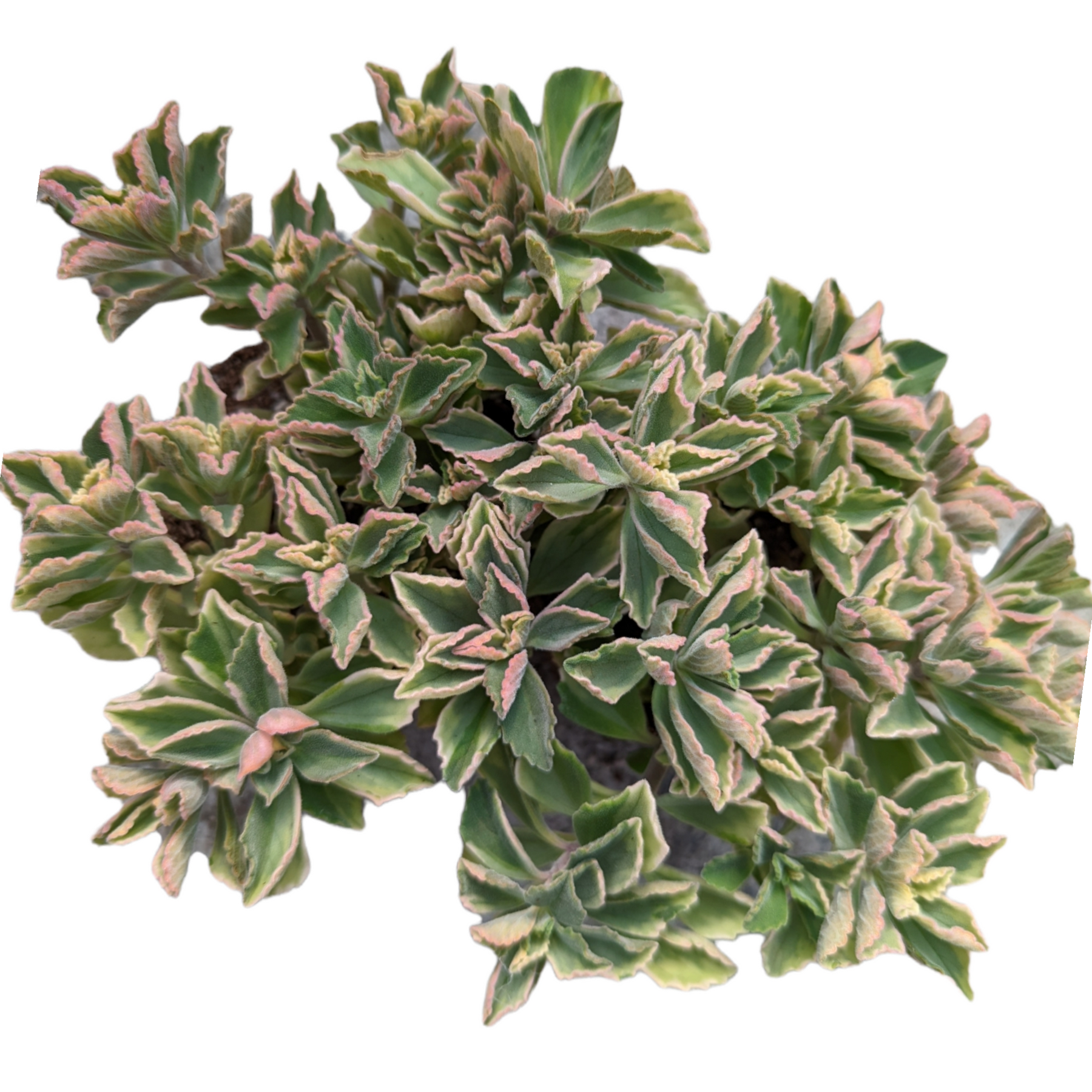 fuzzy snake cactus plant Plectranthus neochilus Variegated 'Mike's Fuzzy Wuzzy' 6 Inch