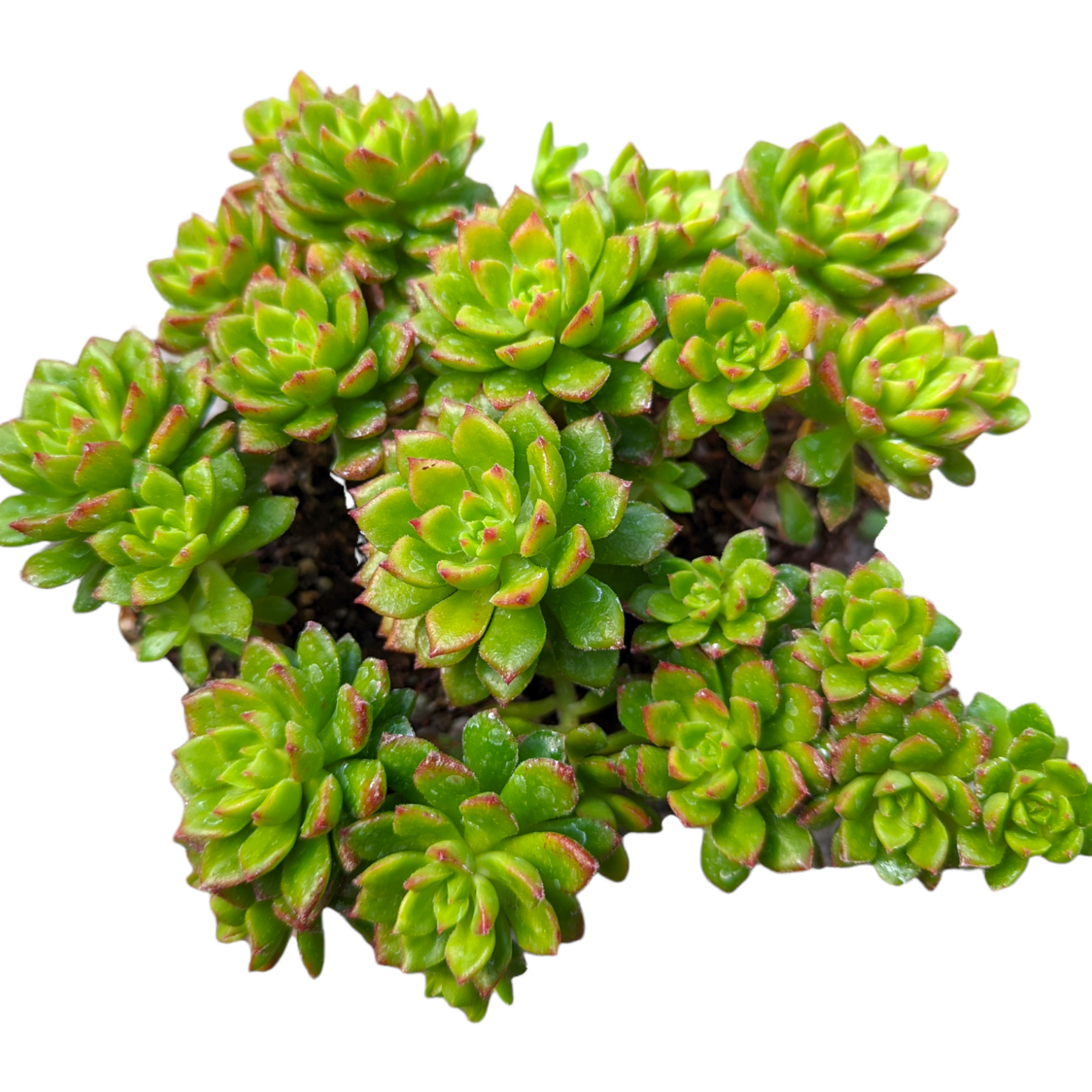letizia succulent Sedeveria 'Letizia' 2 Inch #A