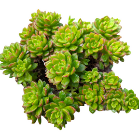 Sedeveria 'Letizia' - Succulents Depot