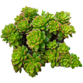 Sedeveria 'Letizia' - Succulents Depot